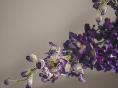 Flor Delphinium artificial.